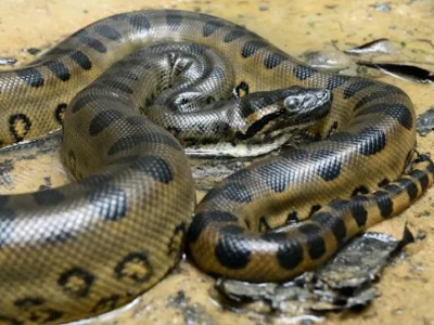 Nova espécie de Sucuri-Verde é descoberta na Amazônia Equatoriana
