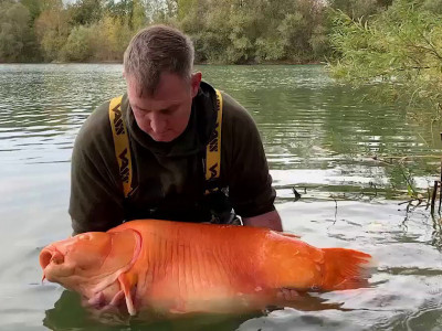 Gigante Carpa laranja é capturada em Champagne, na França