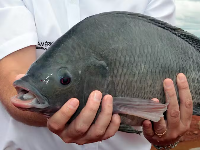 Brasil atinge marca histórica de quase 1 milhão de toneladas na produção de peixes de cultivo