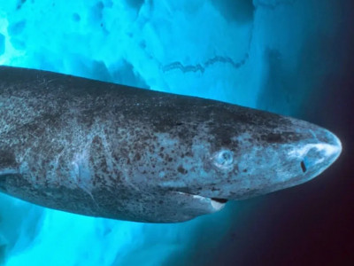Com 518 anos, animal mais velho do mundo é visto novamente no oceano do Caribe