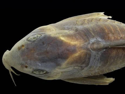 Nova espécie de Peixe Bagre Blindado descoberta em águas brasileiras