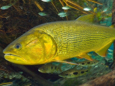 PL proíbe captura e comercialização do Dourado, símbolo da pesca esportiva no Pantanal