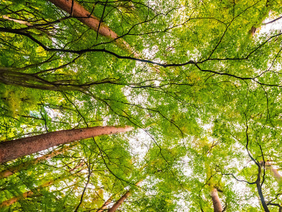 Dia Mundial da Educação Ambiental: qual o papel de cada um de nós?