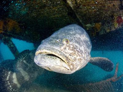 Projeto de SC pela preservação de espécie de peixe ameaçada de extinção conta com apoio de 10 países