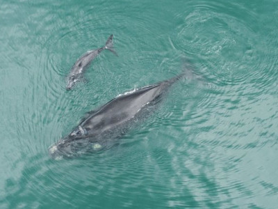 Baleias raras ficam presas em rede de pesca na Bahia e precisam ser resgatadas