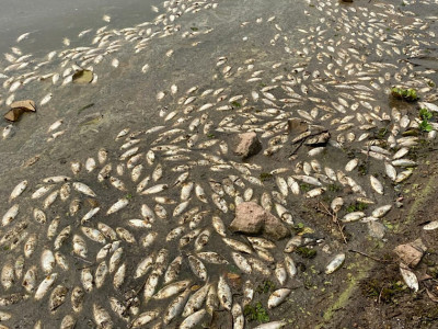 Peixes aparecem mortos na Represa Billings, em São Paulo