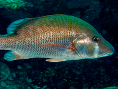 Monster Fish Aquarismo na Zona Norte - Guia de Assinantes