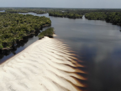 Dia da Amazônia: um santuário de biodiversidade em nosso território. Foto: Fish TV.