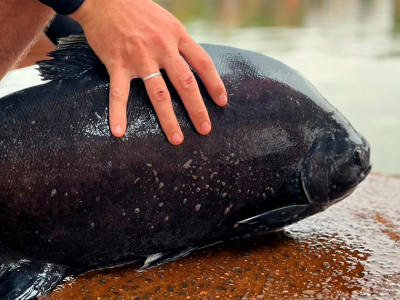 Monster Fish Aquarismo na Zona Norte - Guia de Assinantes