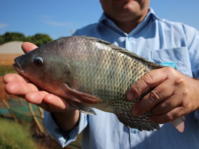 Prato feito com pescado de cultivo