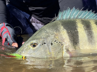Fungetur disponibiliza quase R$ 1 bilhão em crédito em 2025 e abre oportunidades para o turismo de pesca esportiva. Foto: Fish TV.