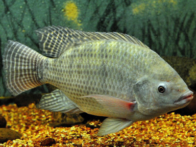 Tilápia na Lista das Espécies Invasora: especialista diz que praticamente nada mudará na piscicultura. Foto: Germano Roberto / Wikimedia Commons.
