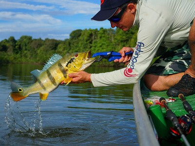 Onde pescar: Tucunaré o embaixador da pesca esportiva