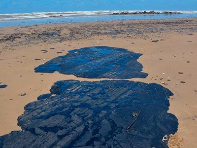 Manchas de óleo nas praias do nordeste ameaçam tartarugas, aves e peixes