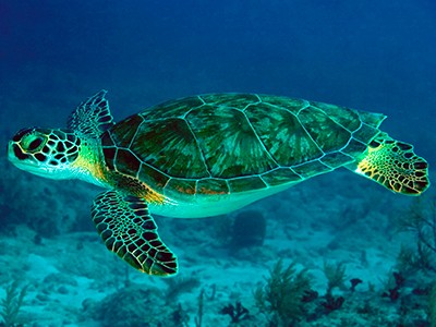 Entender o comportamento de tartarugas marinhas contribui para a preservação da espécie