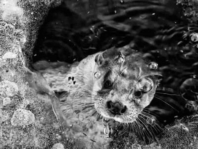 Abertas inscrições para um dos maiores concursos de fotografia da natureza