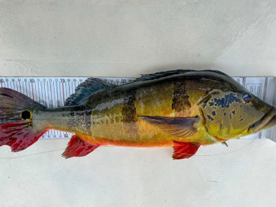 PANCADA, PIRARUCU PEGOU NA VARA DE BAMBU, LEVOU O PESCADÔ PRA DENTRO DO  LAGO. Kayakers Recanto das Águas Rogerio Barkero Fishing Nativo Pesca  Esportes