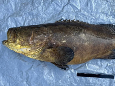 Ameaçado de extinção, peixe mero de mais de 1,20m é capturado por pescadores em São Vicente-SP