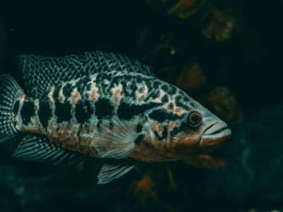 ESPÉCIES INVASORAS EM RIOS BRASILEIROS ACENDEM ALERTA ENTRE CIENTISTAS. Foto: Meggy Kadam Aryanto/Pexels