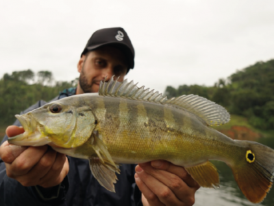 Monster Fish Aquarismo na Zona Norte - Guia de Assinantes