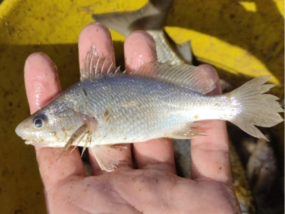 ALTERAÇÕES EM PEIXES NO ESPÍRITO SANTO LEVANTAM ALERTA SOBRE IMPACTOS AMBIENTAIS. Foto: Rafael Lima Oliveira