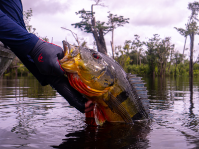 Pesca Esportiva é reconhecida oficialmente como modalidade esportiva no Estado do Amazonas