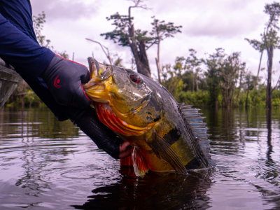 PANCADA, PIRARUCU PEGOU NA VARA DE BAMBU, LEVOU O PESCADÔ PRA DENTRO DO  LAGO. Kayakers Recanto das Águas Rogerio Barkero Fishing Nativo Pesca  Esportes