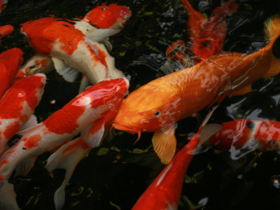 Beleza e tradição em destaque na 43ª Exposição Brasileira de Nishikigois. Foto: Hung Tran /Pexels