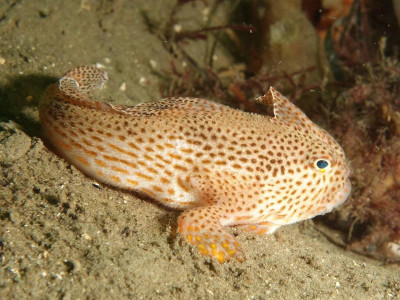 Pesquisadores avistam raro exemplar de “Peixe-Mão” na Austrália