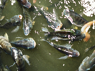 Brasil alcança marca histórica e supera 1 milhão de toneladas produzidas na piscicultura em 2025