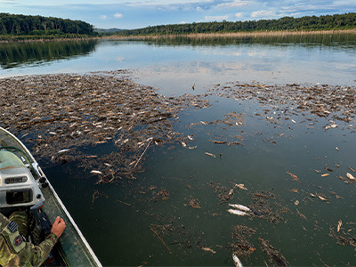 Mortandade de peixes é registrada no Lago de Serra da Mesa, em Goiás. Foto: Semad-GO