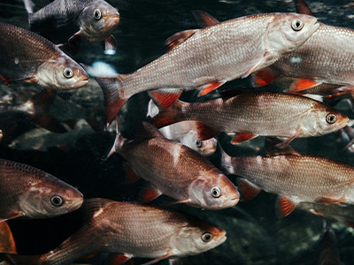 Migrações vitais de peixes de água doce entram em colapso e acendem alerta global. Foto: Lisa / Pexels