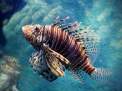 Ação no sul da Bahia retira mais de 500 peixes-leão do mar em um mês. Foto: Piya Nimityongskul / Pexels.