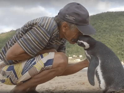 “Meu Amigo Pinguim”: amizade entre pescador brasileiro e pinguim vira filme