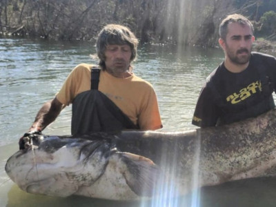 Uma foto vale mais que uma vida? Bagre gigante de 2,7m e 120kg morre com demora para soltura