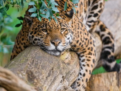 Queimadas no Pantanal: como está o ecoturismo na região?