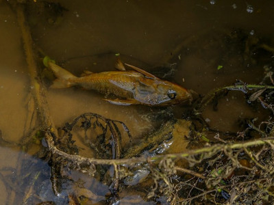 Mortandade de peixes no Rio Acre intriga moradores da capital