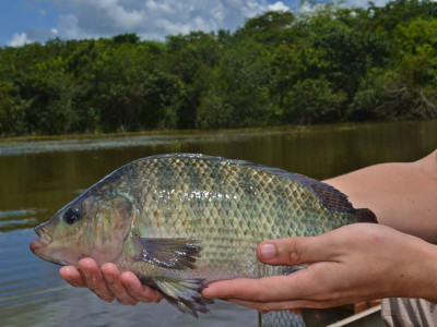 Foto: Instituto de Pesca - SP