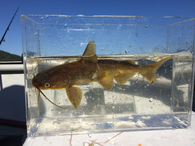 BAGRES COM FERRÃO APARECEM EM PRAIAS DO LITORAL NORTE DE SP E ACENDEM ALERTA PARA BANHISTAS. Fotos: André Nagae/Fishing Stories.