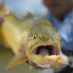 viagem, pantanal, fish tv